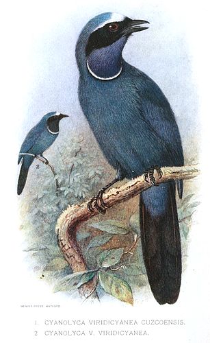 White-collared jay